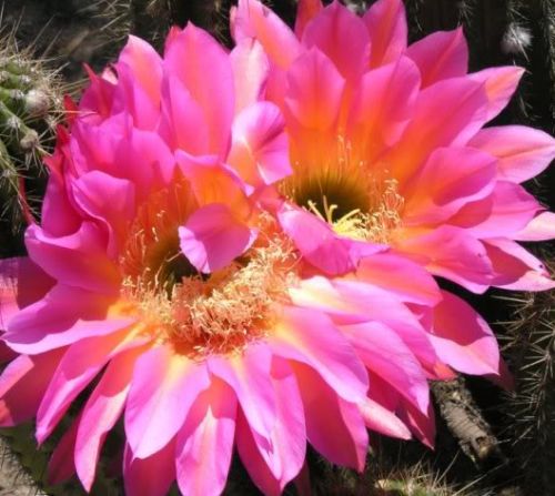 Trichocereus Flying Saucer Echinopsis Flying Saucer seeds