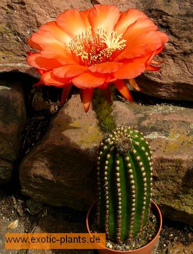 Trichocereus Golden Orange syn: Echinopsis GOLDEN ORANGE seeds