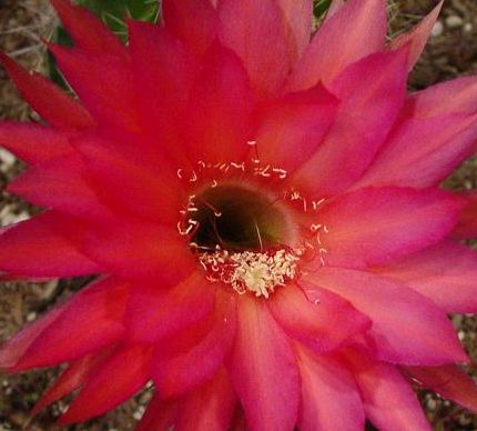 Trichocereus Krakatoa Echinopsis Schick Hybrid Krakatoa seeds