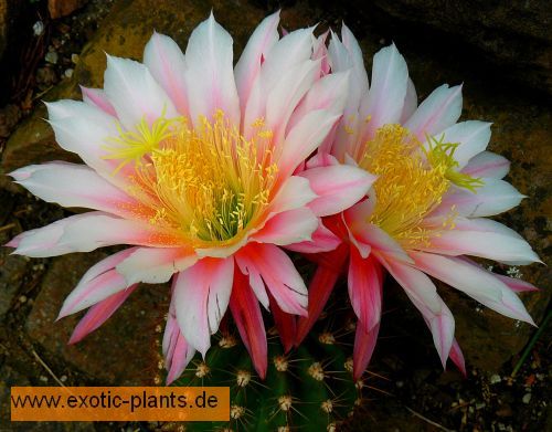 Trichocereus Worlitz x Cantora syn: Echinopsis WORLITZ X CANTORA seeds