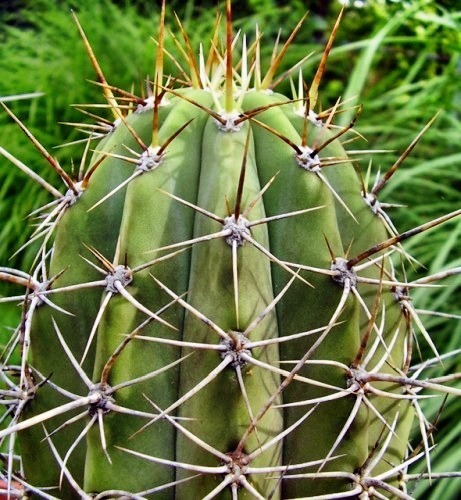 Trichocereus boliviensis cactus seeds