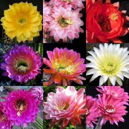 Trichocereus hybrids mix Trichocereus hybrids mix seeds