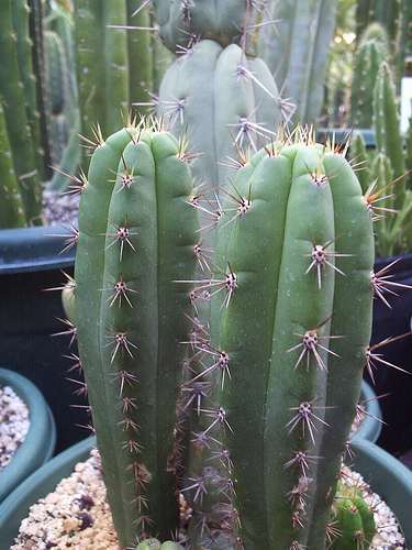 Trichocereus peruvianus peruvian Torch cactus seeds