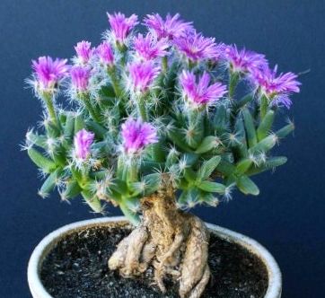 Trichodiadema densum Desert Rose seeds