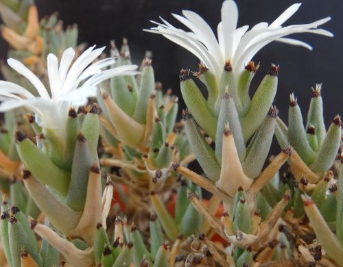 Trichodiadema mirabile Succulent seeds