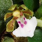 Trichoglottis triflora Orchideen Samen