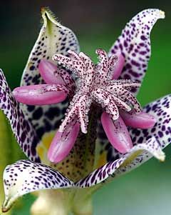 Tricyrtis hirta Toad Lily seeds