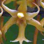 Tridactyle tricuspis Orchidee - Orchideen Samen