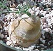 Trochomeria debilis syn: Zehneria debilis seeds