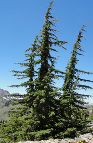 Tsuga mertensiana Mountain Hemlock seeds