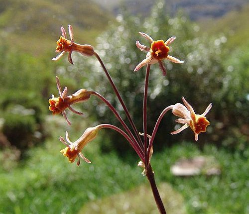 Tulbaghia alliacea Wild garlic seeds