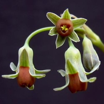 Tulbaghia ludwigiana bulbous plant seeds