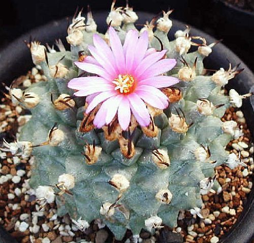 Turbinicarpus alonsoi cactus seeds