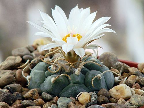 Turbinicarpus bonatzii cactus seeds