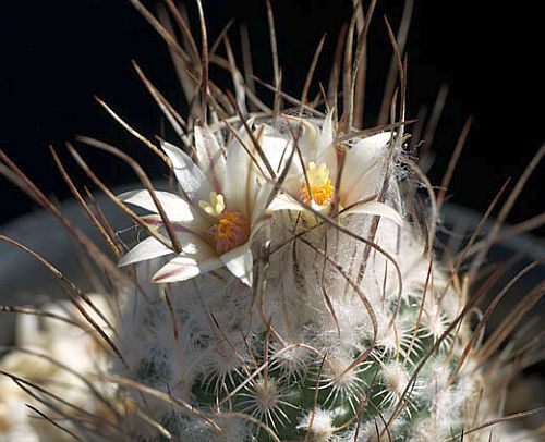 Turbinicarpus dickisoniae cactus seeds