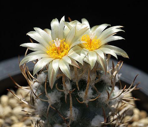 Turbinicarpus flaviflorus cactus seeds