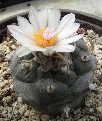 Turbinicarpus rioverdensis syn: Pediocactus rioverdensis seeds