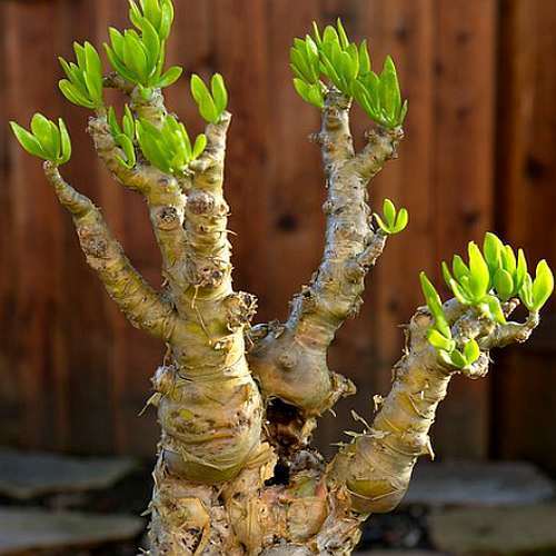 Tylecodon luteoquamata Caudiciform - bonsai seeds