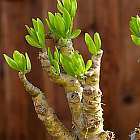 Tylecodon luteoquamata Caudexpflanze ? Bonsai Samen