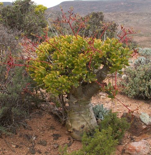 Tylecodon paniculatus Butter tree seeds