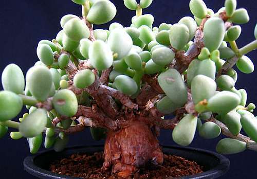 Tylecodon pygmaea Caudiciform - bonsai seeds