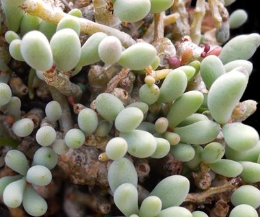 Tylecodon schaeferianus syn: Cotyledon schaeferiana seeds