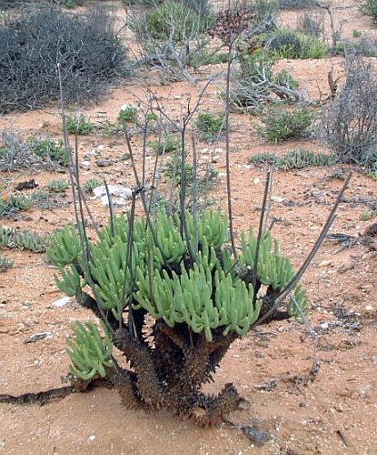 Tylecodon wallichii caudiciform seeds