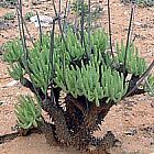 Tylecodon wallichii Caudex Pflanze Samen