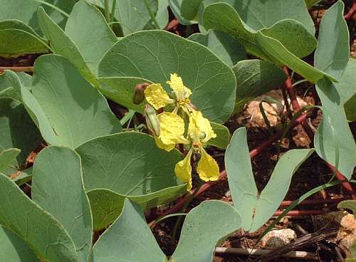 Tylosema esculentum Marama bean seeds