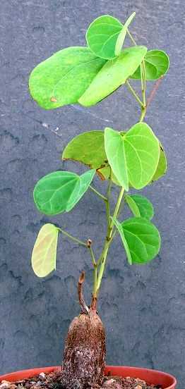 Tylosema fassoglensis caudiciform seeds