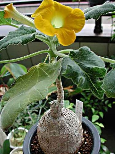 Uncarina grandidieri Succulent Sesame - Mouse Trap Tree, syn: Harpagophytum grandidieri seeds