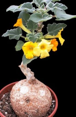 Uncarina roeoesliana Caudiciform seeds