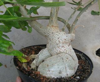 Uncarina stellulifera Caudiciform seeds