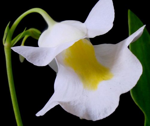 Utricularia alpina Alpine Bladderwort seeds