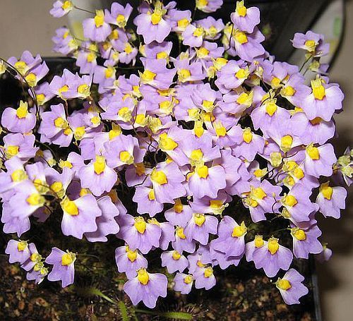 Utricularia bisquamata carnivorous plant seeds