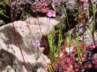 Utricularia bisquamata carnivorous plant seeds