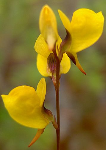 Utricularia juncea Southern Bladderwort seeds