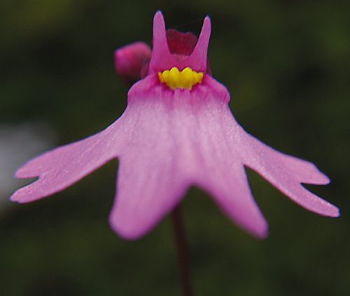 Utricularia multifida Pink petticoat - Fairy aprons seeds