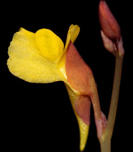 Utricularia odorata Bladderwort seeds