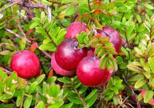 Vaccinium macrocarpon Cranberry seeds