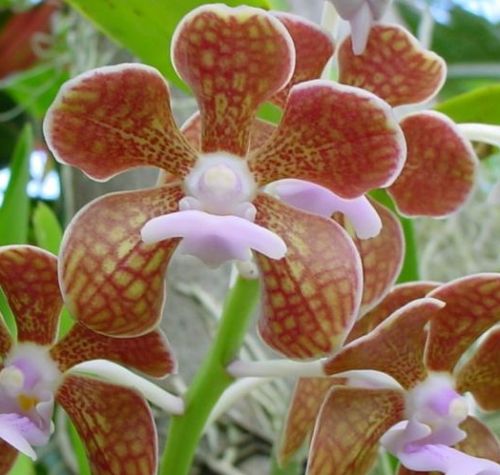 Vanda brunnea Orchids seeds