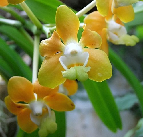 Vanda denisoniana orchids seeds