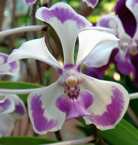 Vanda lilacina orchids seeds