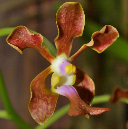 Vanda liouvillei Liouvilles Vanda seeds