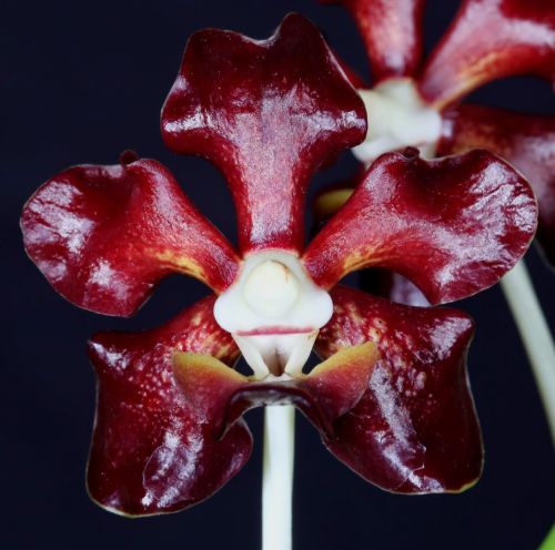 Vanda merrillii Merrills Vanda seeds