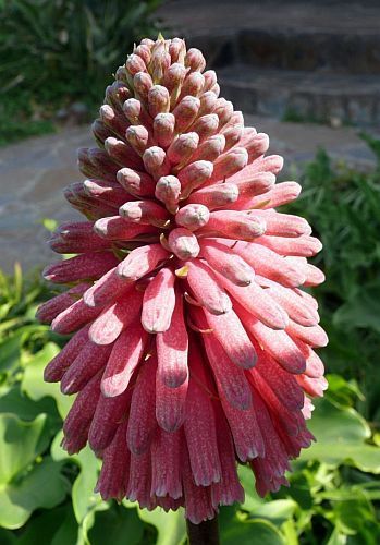 Veltheimia bracteata Forest sandlily seeds