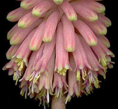 Veltheimia bracteata Forest sandlily seeds