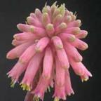 Veltheimia bracteata Lemon Flame semi