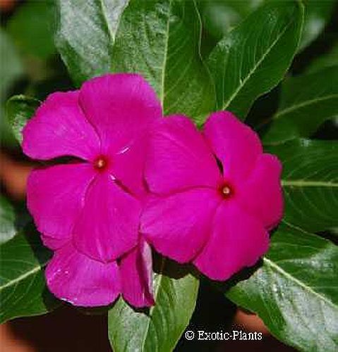 Vinca rosea Madagascar periwinkle seeds