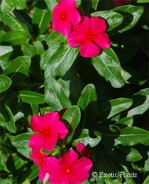 Vinca rosea Madagascar periwinkle seeds